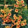 Campsis X Tagliabuana 'Indian Summer' 2 Campsis X Tagliabuana 'Indian Summer' -GardenJoy Sales Store CAMP V63780 d