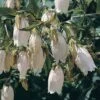 Campanula Takesimana -GardenJoy Sales Store CAMP V65192 A h