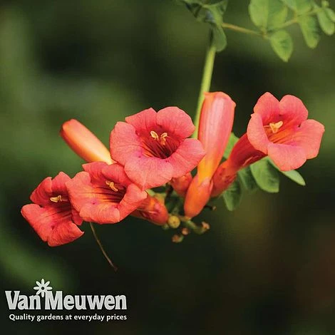 Campsis X Tagliabuana 'Madame Galen' 4 Campsis X Tagliabuana 'Madame Galen' - Image 2