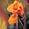 Canna 'Tropicanna' 1 Canna 'Tropicanna' -GardenJoy Sales Store CANN V58735 A h