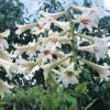 Cardiocrinum Giganteum -GardenJoy Sales Store CARD V60841 A h