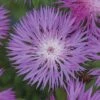 Centaurea Dealbata -GardenJoy Sales Store CENT V65198 A h