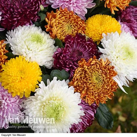 Chrysanthemum 'Incurved Mixed' 4 Chrysanthemum 'Incurved Mixed' - Image 2