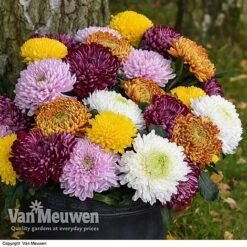 Chrysanthemum 'Incurved Mixed' 8 Chrysanthemum 'Incurved Mixed' -GardenJoy Sales Store CHRY 72960 B