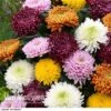 Chrysanthemum 'Incurved Mixed' 2 Chrysanthemum 'Incurved Mixed' -GardenJoy Sales Store CHRY 72960 C