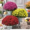 Chrysanthemum 'Hardy Patio Improved' -GardenJoy Sales Store CHRY V17671 A
