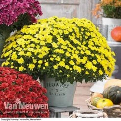 Chrysanthemum 'Hardy Patio Improved' -GardenJoy Sales Store CHRY V17671 C