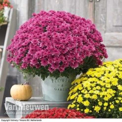 Chrysanthemum 'Hardy Patio Improved' -GardenJoy Sales Store CHRY V17671 D