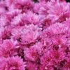Chrysanthemum X Hortorum 'Anastasia' -GardenJoy Sales Store CHRY V59574 A h