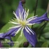 Clematis X Aromatica -GardenJoy Sales Store CLEM V15583 A