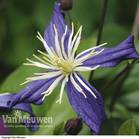 Clematis X Aromatica 3 Clematis X Aromatica