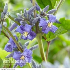 Clematis 'New Love' 12 Clematis 'New Love' -GardenJoy Sales Store CLEM V56881 A1