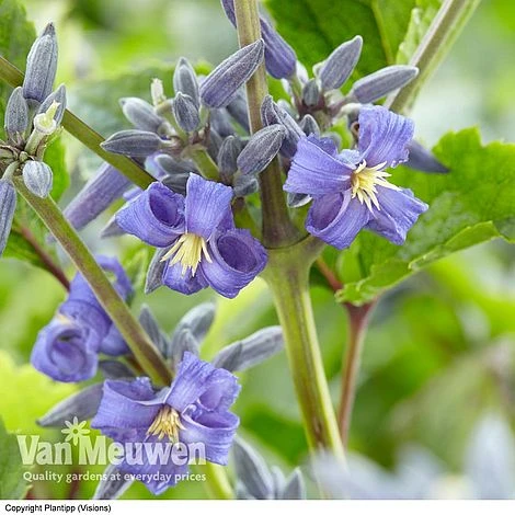 Clematis 'New Love' 7 Clematis 'New Love' - Image 5