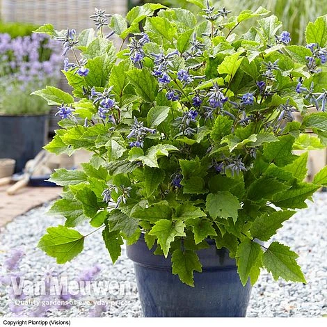 Clematis 'New Love' 4 Clematis 'New Love' - Image 2