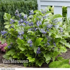 Clematis 'New Love' 11 Clematis 'New Love' -GardenJoy Sales Store CLEM V56881 C