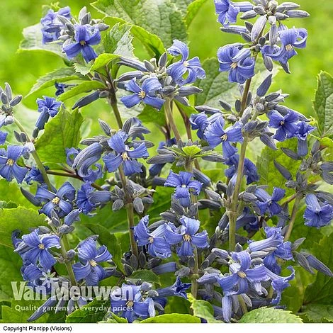 Clematis 'New Love' 3 Clematis 'New Love'