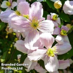 Clematis Montana 'Mayleen' 14 Clematis Montana 'Mayleen' -GardenJoy Sales Store CLEM MAYLEEN L39277