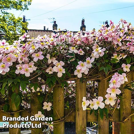 Clematis Montana 'Mayleen' 9 Clematis Montana 'Mayleen' - Image 7