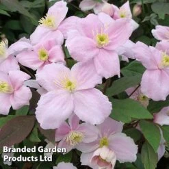 Clematis Montana 'Mayleen' 19 Clematis Montana 'Mayleen' -GardenJoy Sales Store CLEM MAYLEEN S23286