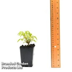 Clematis Napaulensis 9 Clematis Napaulensis -GardenJoy Sales Store CLEM NAPAUL7CM T44183