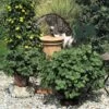 Coleus Canina 'Scaredy Cat' -GardenJoy Sales Store COLE VKA0115 A