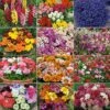 Annual Bedding Plants Collection 1 Annual Bedding Plants Collection -GardenJoy Sales Store COLL V48705 A h