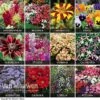 Summer Bedding Collection -GardenJoy Sales Store COLL V59855 A