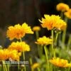 Coreopsis Grandiflora 'Sunray' -GardenJoy Sales Store CORE V59578 A1