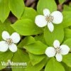 Cornus Canadensis -GardenJoy Sales Store CORN V59684 A