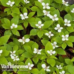 Cornus Canadensis -GardenJoy Sales Store CORN V59684 C