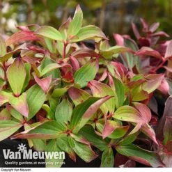 Cornus Canadensis -GardenJoy Sales Store CORN V59684 D