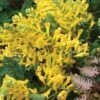 Corydalis 'Canary Feathers' -GardenJoy Sales Store CORY V58957 A h