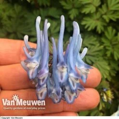 Corydalis Flexuosa 'Purple Leaf' -GardenJoy Sales Store CORY V59580 B