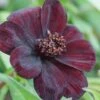 Cosmos Atrosanguineus 'Dark Secret' -GardenJoy Sales Store COSM V58919 A h