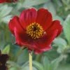 Cosmos Atrosanguineus 'Spellbound' -GardenJoy Sales Store COSM V63440 A h