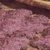 Creeping Thyme 1 Creeping Thyme -GardenJoy Sales Store CREE V65914 A h