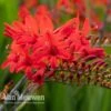 Crocosmia 'Lucifer' -GardenJoy Sales Store CROC V59582 A