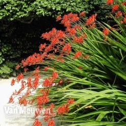 Crocosmia 'Lucifer' -GardenJoy Sales Store CROC V59582 C