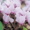 Cyclamen Hederifolium -GardenJoy Sales Store CYCL V59584 A h