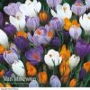 Crocus 'Dutch Large Flowering' (Spring Flowering) -GardenJoy Sales Store Crocus Large Dutch Mixed