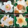 Daffodil 'Pink Blush Collection' -GardenJoy Sales Store DAFF 69649V A h