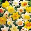 Daffodil 'Bumper Collection' -GardenJoy Sales Store DAFF V46980 A h