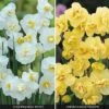 Daffodil 'Cheerfulness Duo' -GardenJoy Sales Store DAFF V47251 A h