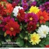 Dahlia 'Figaro Mix' -GardenJoy Sales Store DAH V16090 A