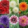 Dahlia 'Spectacular Collection' 1 Dahlia 'Spectacular Collection' -GardenJoy Sales Store DAHL V48569X A h