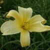 Daylily 'Atlas' -GardenJoy Sales Store DAYL V59610 A h