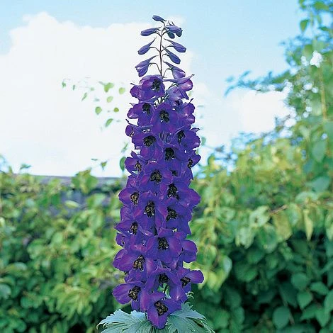 Delphinium 'Black Knight' 3 Delphinium 'Black Knight'