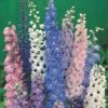 Delphinium 'Magic Fountains Mixed' -GardenJoy Sales Store DELP V65272 A h