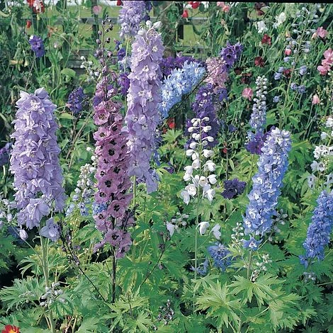Delphinium 'Magic Fountains Mixed' 4 Delphinium 'Magic Fountains Mixed' - Image 2