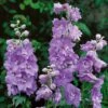 Delphinium 'Cameliard' (Pacific Hybrid) -GardenJoy Sales Store DELP V65282 A h
